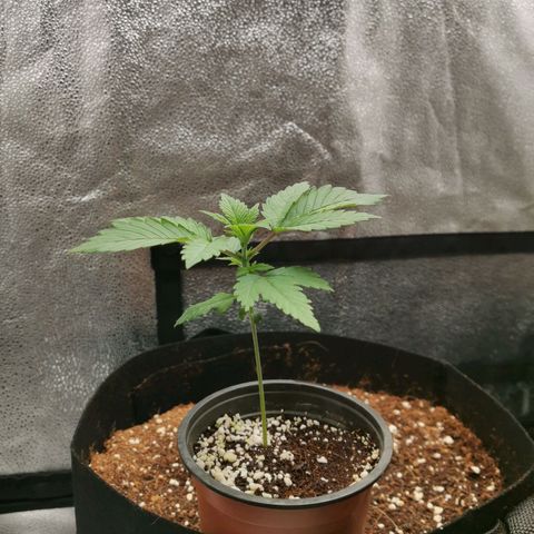 SF2000 - First Grow growlog timeline photo