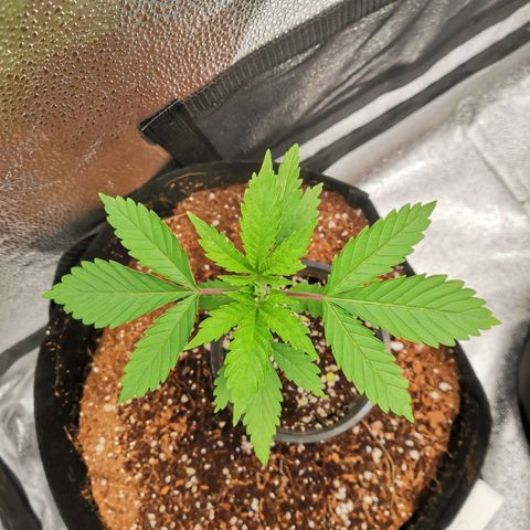 SF2000 - First Grow growlog timeline photo