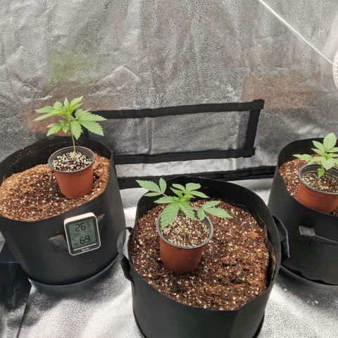SF2000 - First Grow growlog timeline photo
