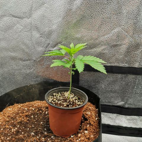 SF2000 - First Grow growlog timeline photo