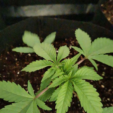 SF2000 - First Grow growlog photo: Repotted