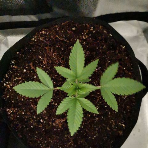 SF2000 - First Grow growlog photo: Repotted