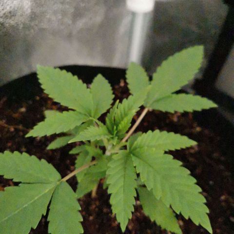 SF2000 - First Grow growlog photo: Repotted
