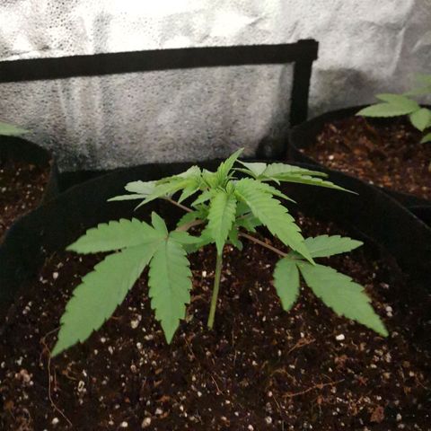 SF2000 - First Grow growlog photo: Repotted