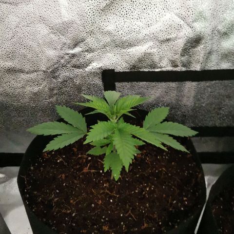 SF2000 - First Grow growlog photo: Repotted