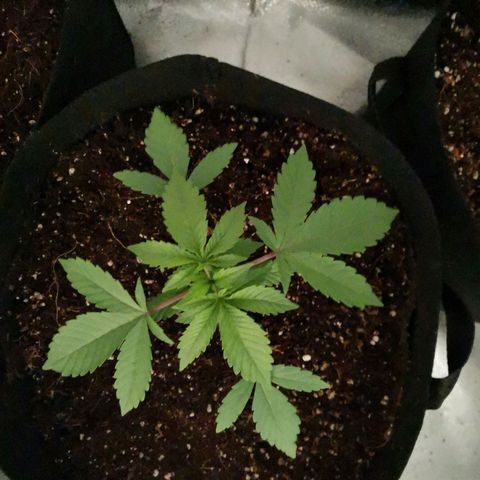 SF2000 - First Grow growlog photo: Repotted