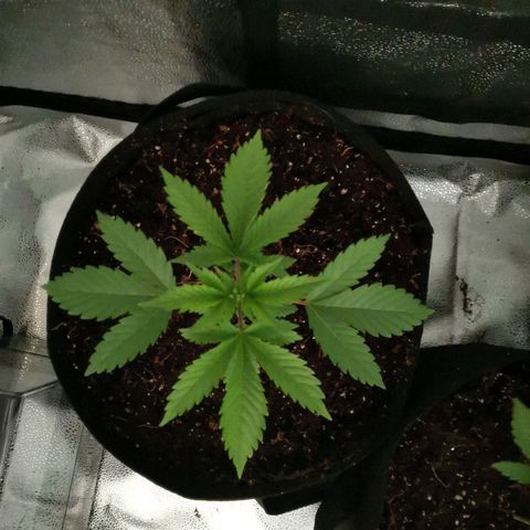 SF2000 - First Grow growlog photo: Repotted