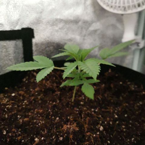 SF2000 - First Grow growlog photo: Repotted