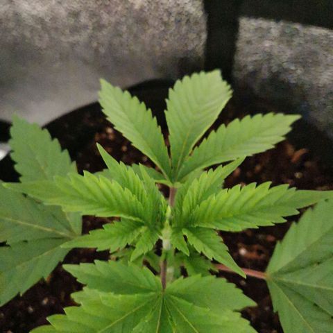 SF2000 - First Grow growlog photo: Repotted