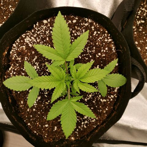 SF2000 - First Grow growlog timeline photo