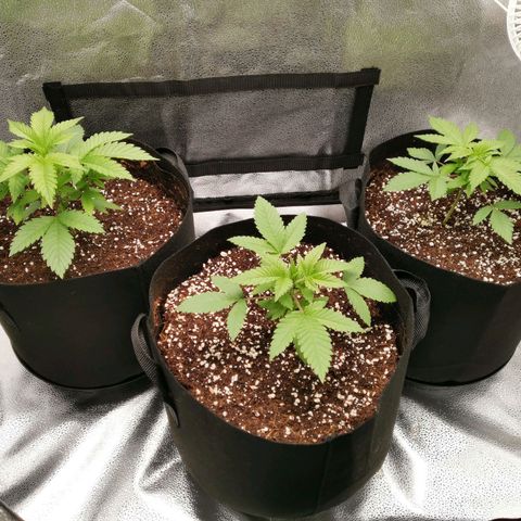 SF2000 - First Grow growlog timeline photo
