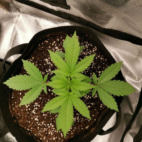 SF2000 - First Grow growlog timeline photo