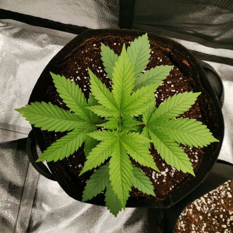 SF2000 - First Grow growlog timeline photo