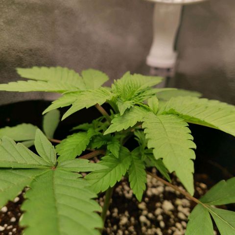 SF2000 - First Grow growlog timeline photo