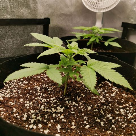 SF2000 - First Grow growlog timeline photo