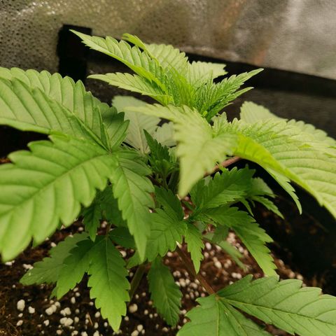 SF2000 - First Grow growlog timeline photo