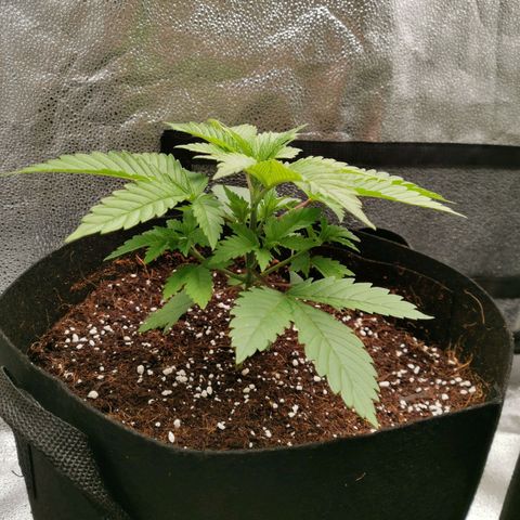 SF2000 - First Grow growlog timeline photo