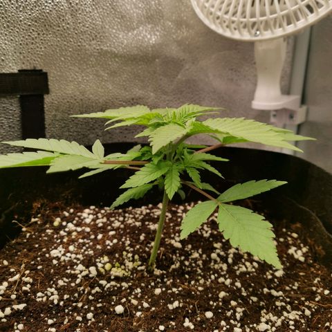 SF2000 - First Grow growlog timeline photo