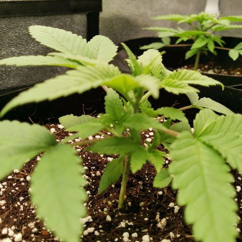 SF2000 - First Grow growlog timeline photo