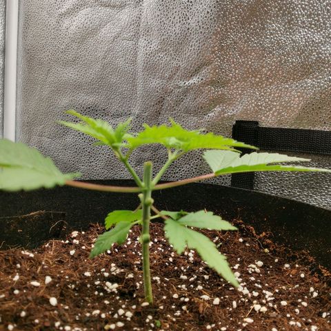 SF2000 - First Grow growlog photo: Day after 1st topping