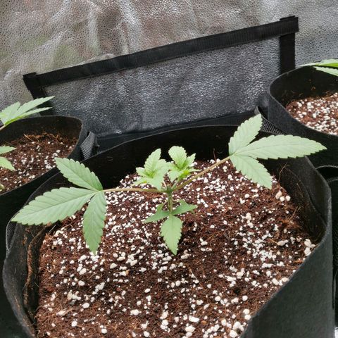 SF2000 - First Grow growlog photo: Day after 1st topping