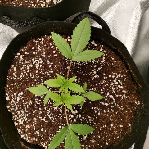 SF2000 - First Grow growlog photo: Day after 1st topping