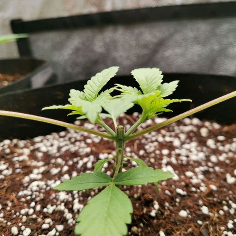SF2000 - First Grow growlog photo: Day after 1st topping