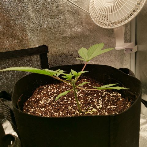 SF2000 - First Grow growlog photo: Day after 1st topping