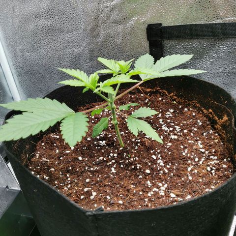 SF2000 - First Grow growlog photo: Day after 1st topping