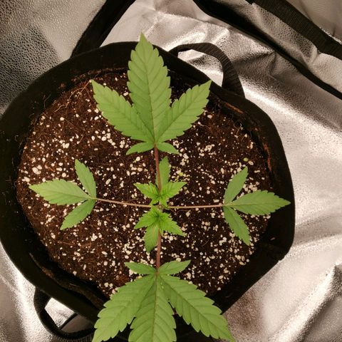 SF2000 - First Grow growlog photo: Day after 1st topping