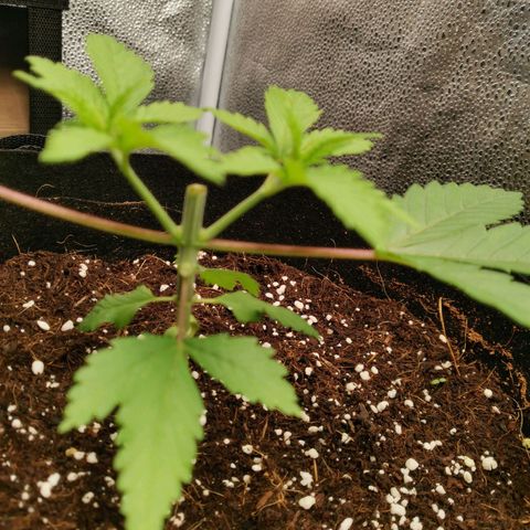 SF2000 - First Grow growlog photo: Day after 1st topping