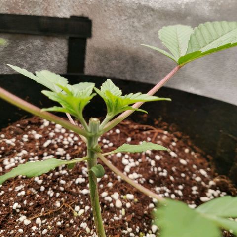 SF2000 - First Grow growlog photo: Day after 1st topping