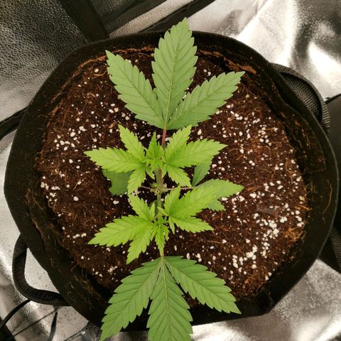 SF2000 - First Grow growlog photo: Day after 1st topping