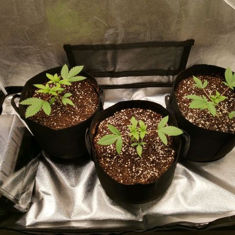 SF2000 - First Grow growlog timeline photo
