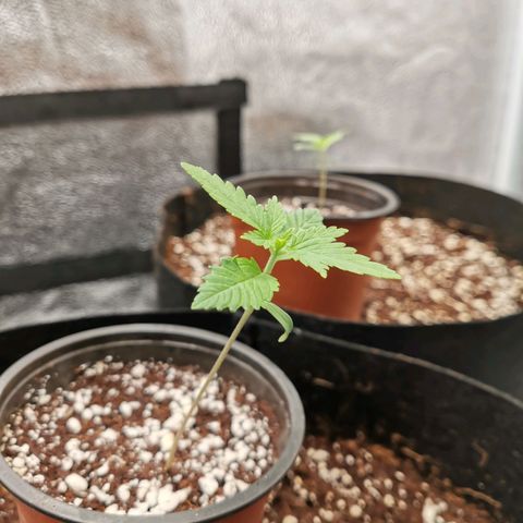 SF2000 - First Grow growlog timeline photo
