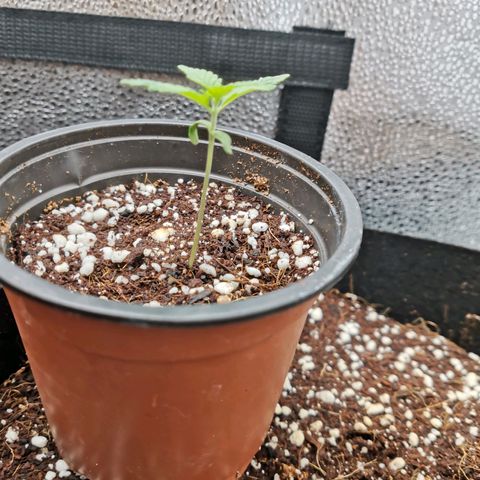 SF2000 - First Grow growlog timeline photo