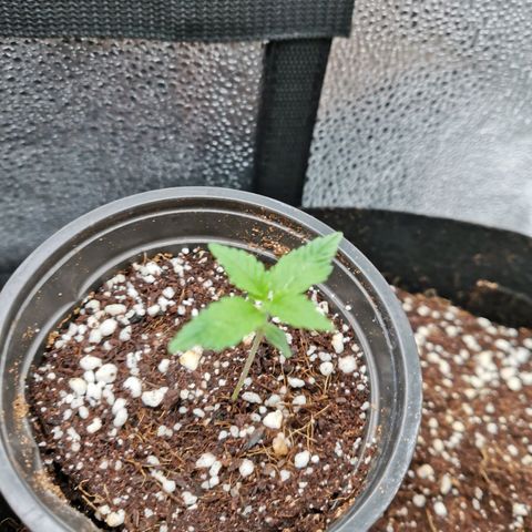 SF2000 - First Grow growlog timeline photo