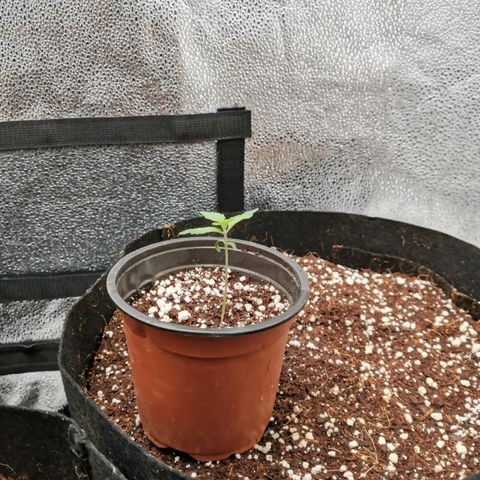 SF2000 - First Grow growlog timeline photo