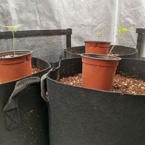 SF2000 - First Grow growlog timeline photo