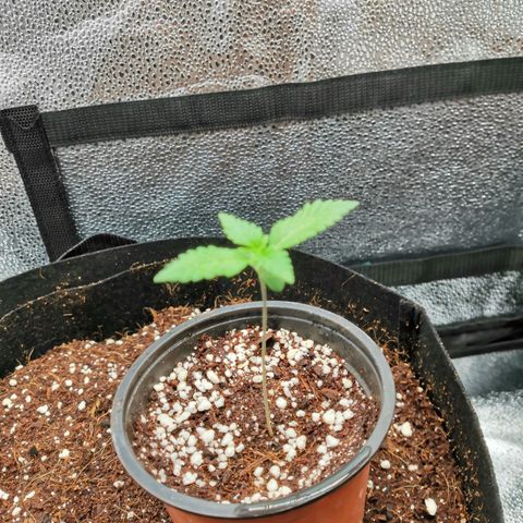 SF2000 - First Grow growlog timeline photo