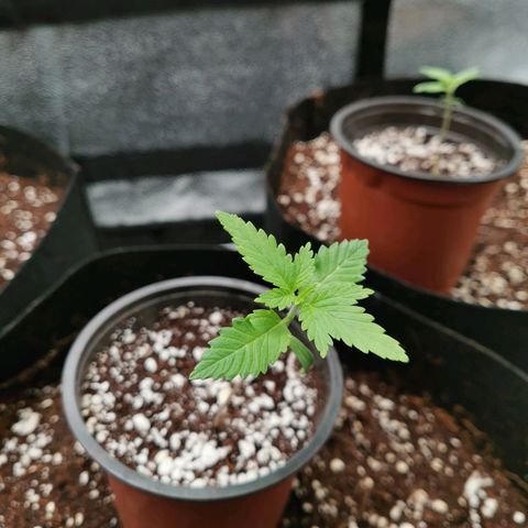 SF2000 - First Grow growlog timeline photo