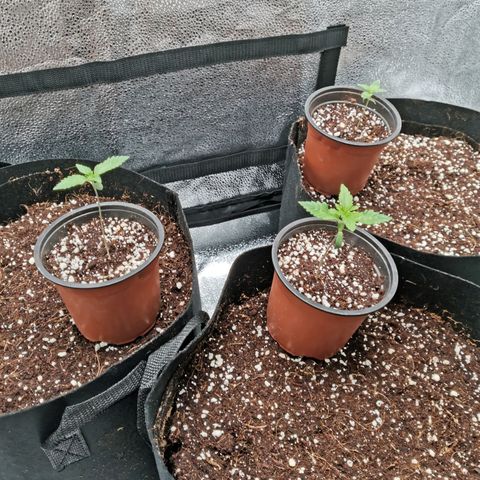 SF2000 - First Grow growlog timeline photo