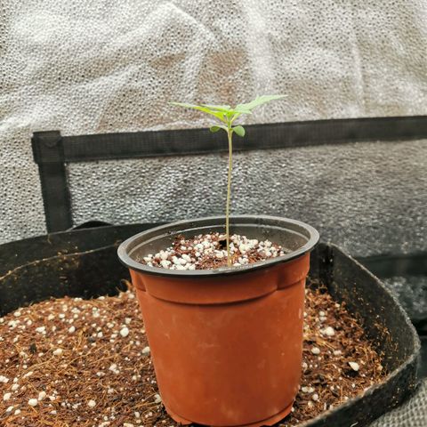 SF2000 - First Grow growlog timeline photo
