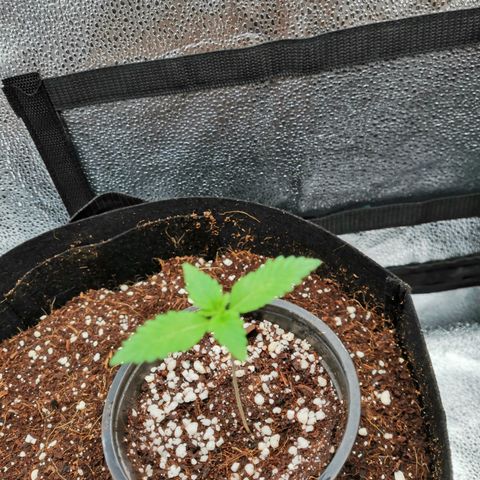 SF2000 - First Grow growlog timeline photo