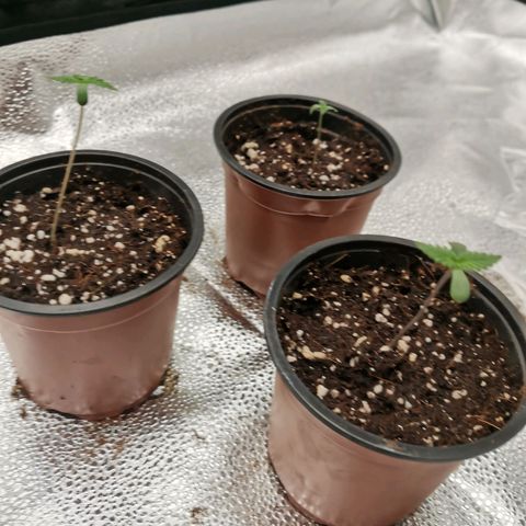 SF2000 - First Grow growlog timeline photo
