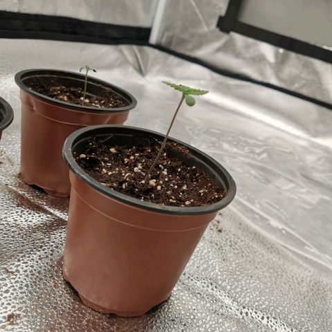 SF2000 - First Grow growlog timeline photo