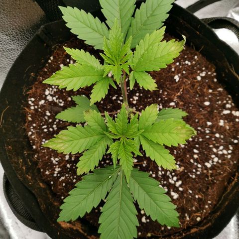 SF2000 - First Grow growlog timeline photo