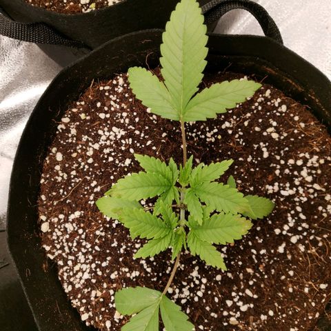 SF2000 - First Grow growlog timeline photo
