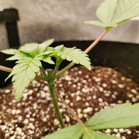SF2000 - First Grow growlog timeline photo