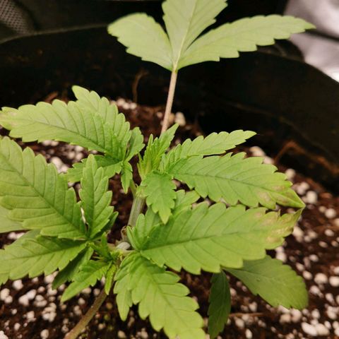 SF2000 - First Grow growlog timeline photo